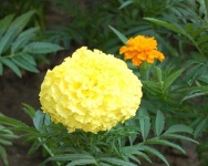 image of flower