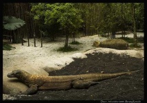image of komodo_dragon