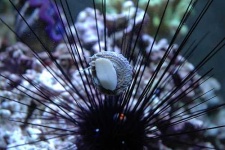 image of sea_urchin