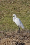 image of american_egret