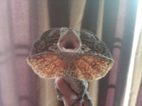 image of frilled_lizard
