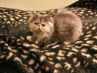 image of persian_cat #19