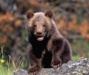 image of animal
