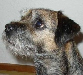 image of border_terrier #7