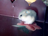 image of hamster