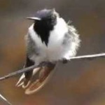 image of bird