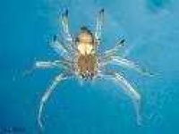 image of barn_spider