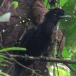 image of bird