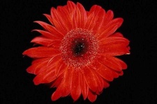 image of flower
