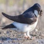 image of bird