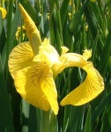 image of yellow_iris #14