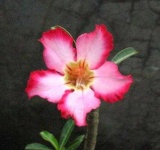 image of flower