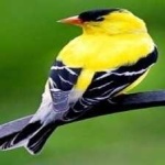 image of bird