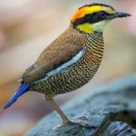 image of bird