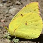 image of animal