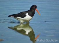 image of oystercatcher