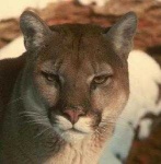 image of cougar_face