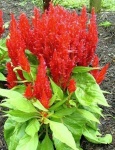 image of flower