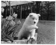image of samoyed