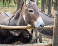image of animal