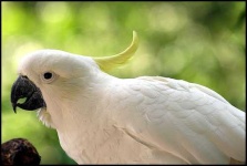 image of sulphur_crested_cockatoo #23