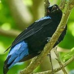 image of bird