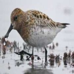 image of bird