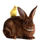 image of animal