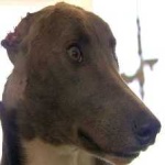 image of animal