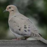 image of bird
