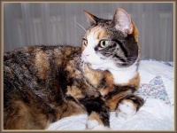 image of animal