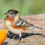 image of bird