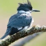 image of bird