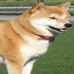 image of animal