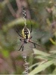 image of black_and_gold_garden_spider #27