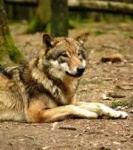 image of timber_wolf