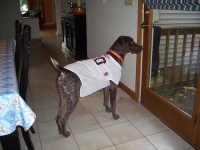 image of german_short_haired_pointer