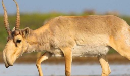 image of animal