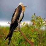 image of bird