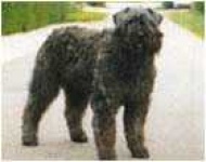image of bouvier_des_flandres