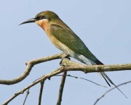 image of bee_eater #33