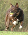 image of kelpie