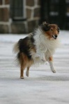 image of collie