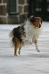 image of collie #9