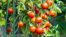 image of tomato #12