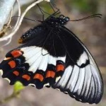 image of animal
