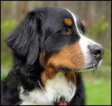 image of bernese_mountain_dog #10