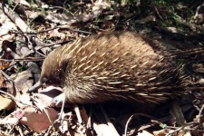 image of echidna