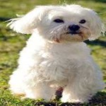image of animal