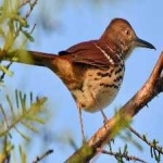 image of brown_thrasher #29